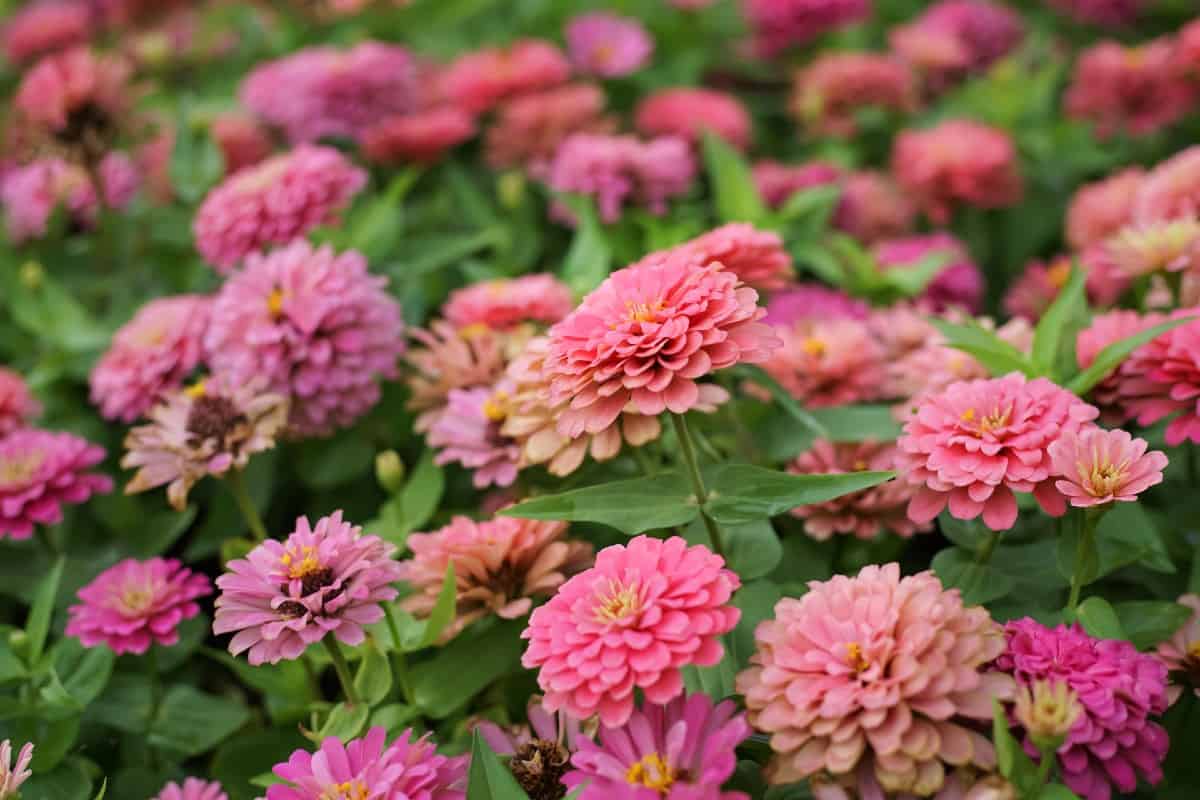 Zinnias are annuals that do well in all hardiness zones.