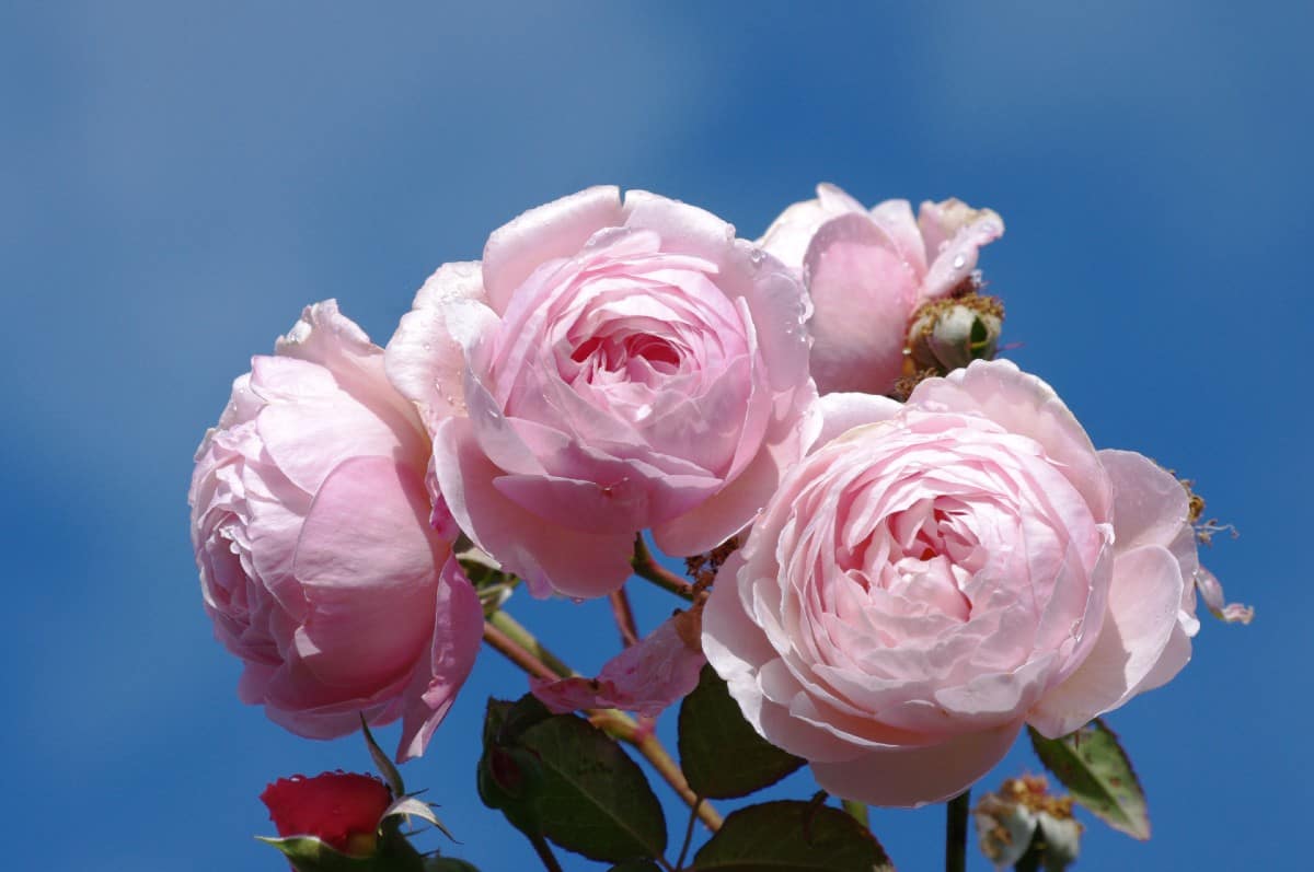 For a climbing tea rose with almost no thorns, plant A Shropshire Lad.