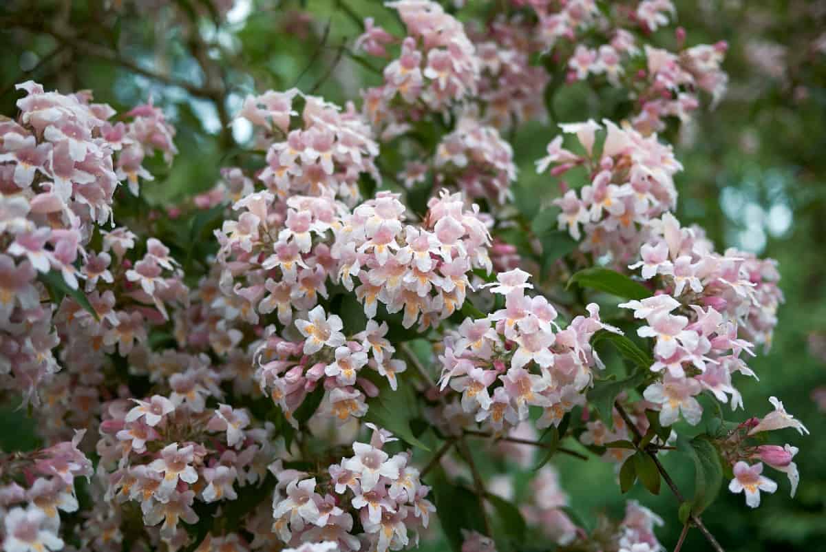The abelia is evergreen or deciduous depending on your hardiness zone.