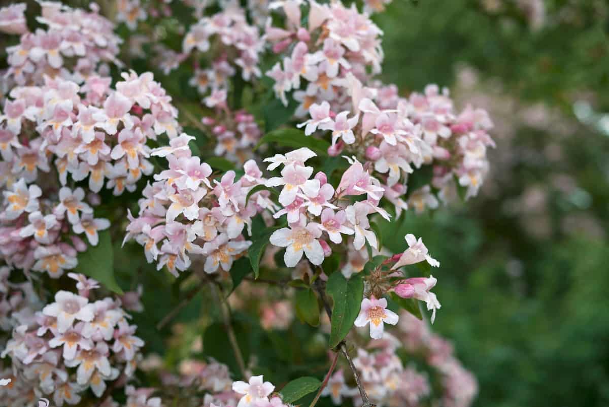 Abelia is a pretty honeysuckle relative.