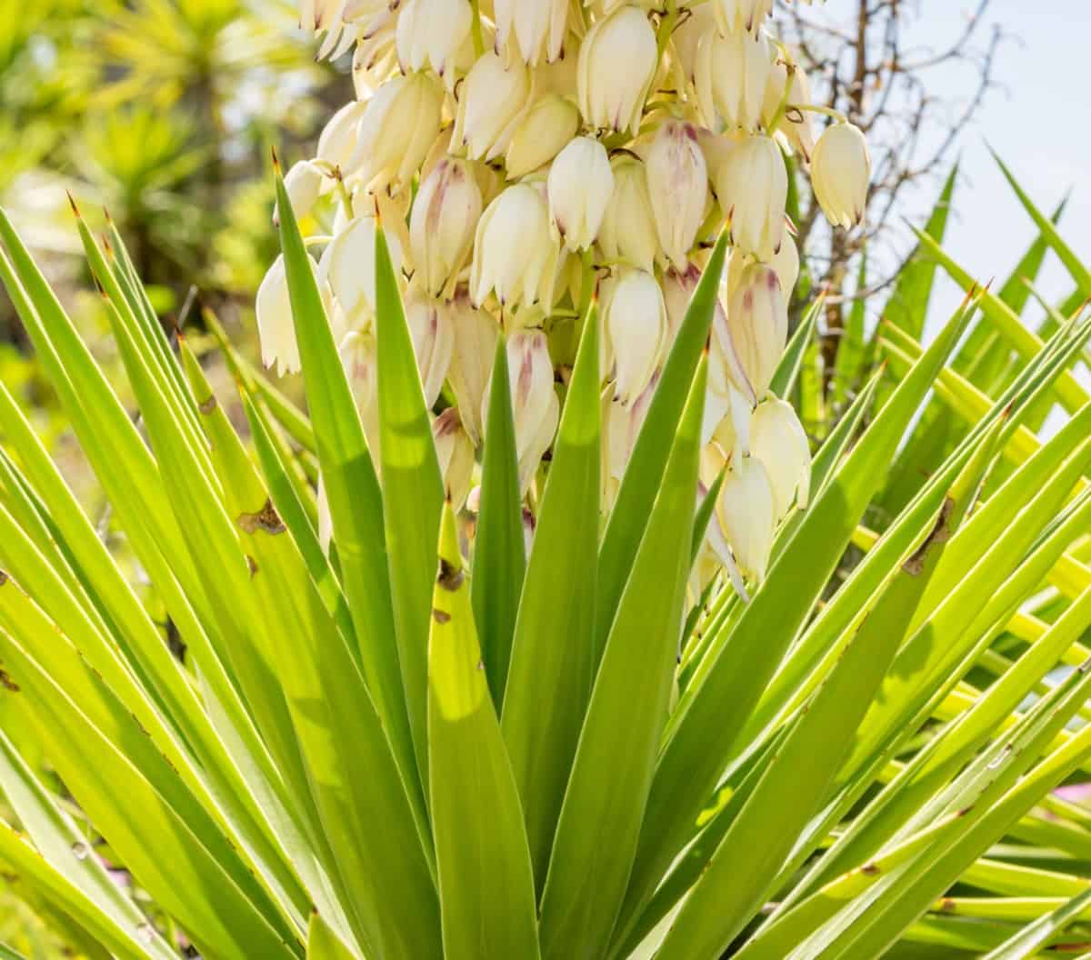 The Adam's needle is also called a yucca.