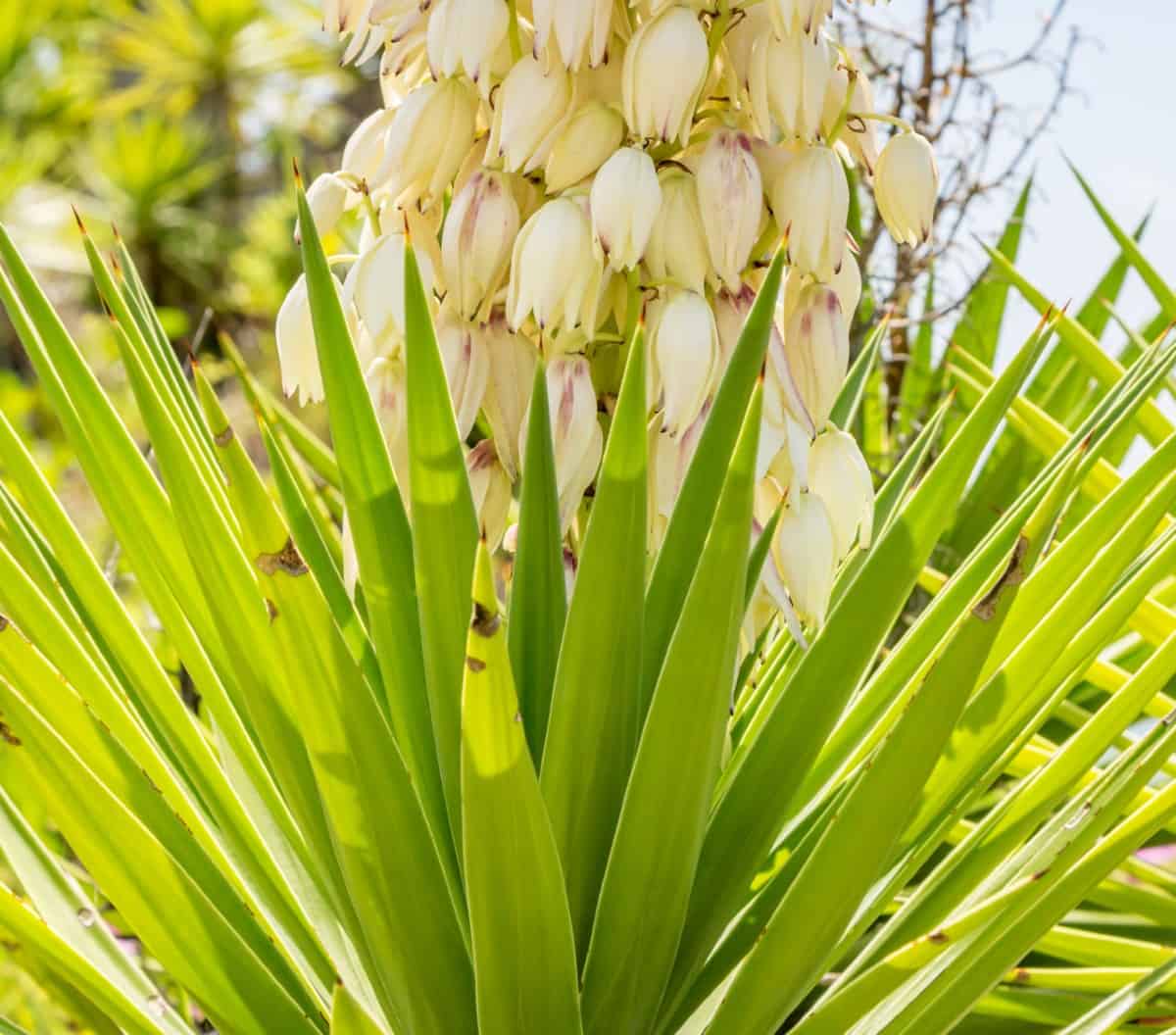 The Adam's needle is also called a yucca.