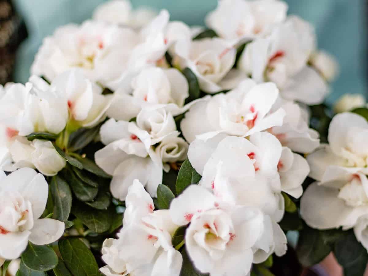 Alabama azaleas are evergreens that smell like lemons.