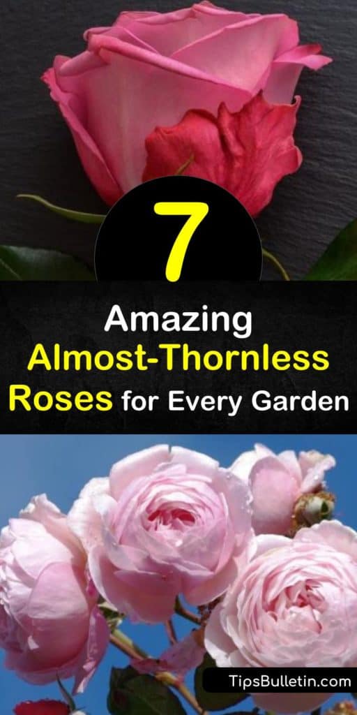 Discover the disease resistant and almost thornless roses for your garden, from David Austin and floribunda hybrids. Our list includes both climbing rose or shrub rose options like Paul Neyron, Reine des Violettes, and Lady Banks. #thornlessroses #thornless #rose