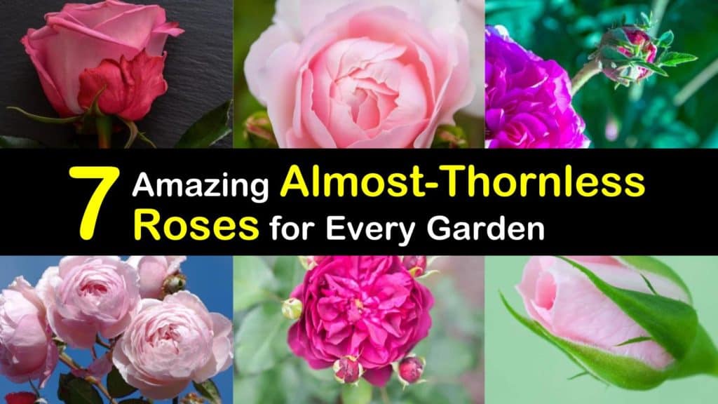 7 Amazing Almost-Thornless Roses for Every Garden - Tips Bulletin