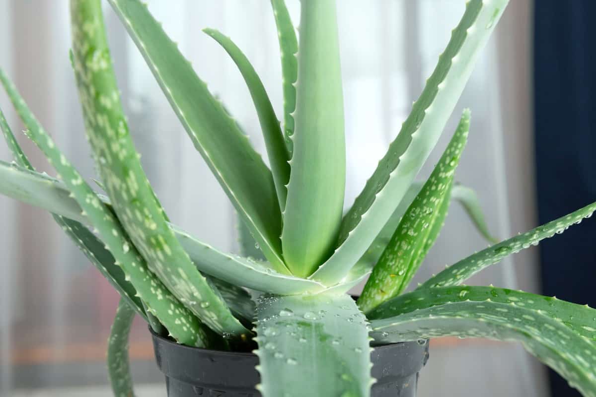 Aloe vera adds oxygen to indoor air at night.