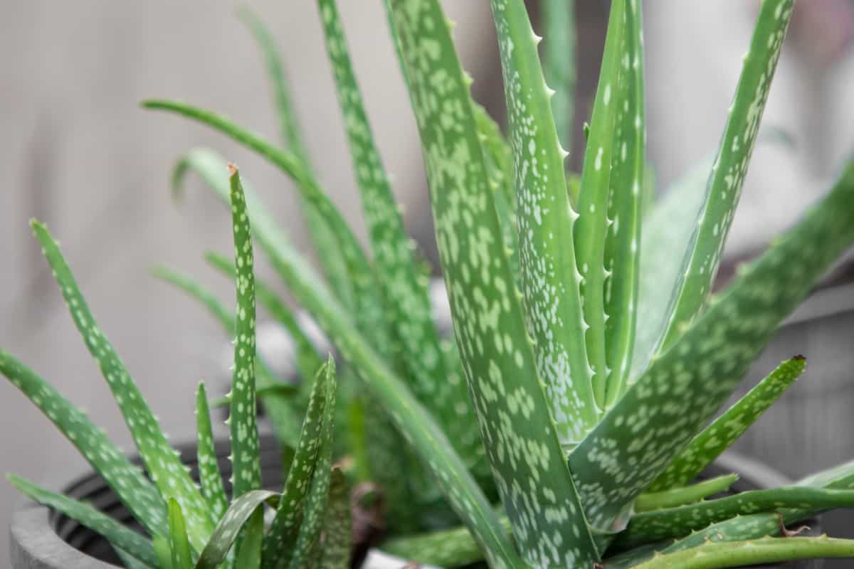 The gel in aloe vera leaves has healing properties.