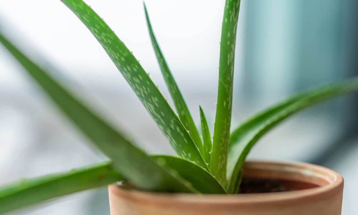 Aloe vera is a succulent that is easy to grow.