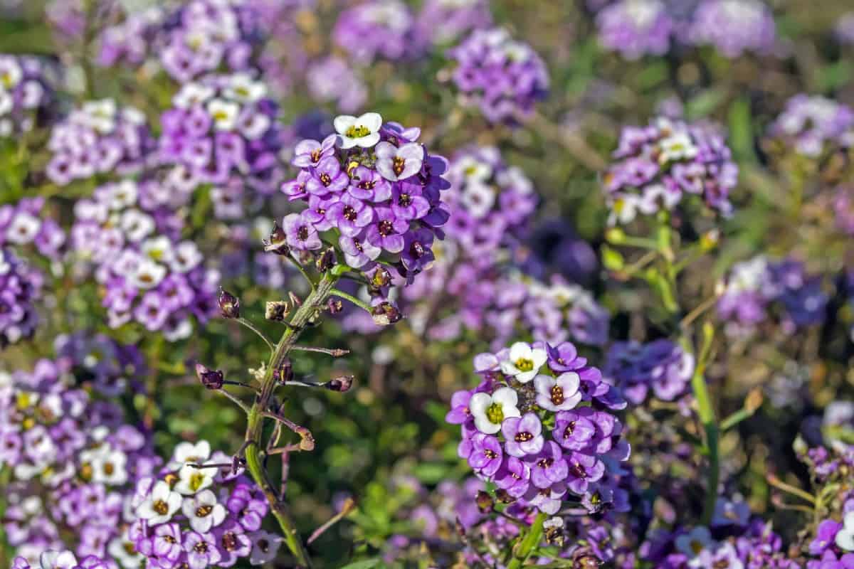 Alyssum is a pollinator favorite.