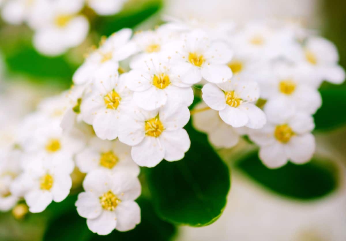 Alyssum is a pretty, low-growing annual.