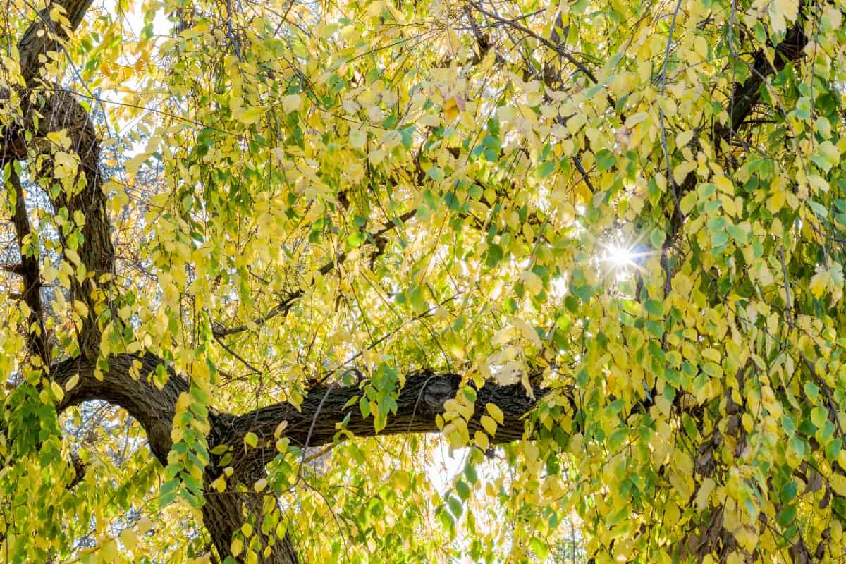 The American elm has a flat crown.