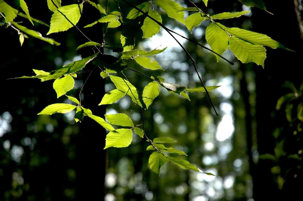 The American hornbeam is a shade tree that turns a lovely orange in the fall.