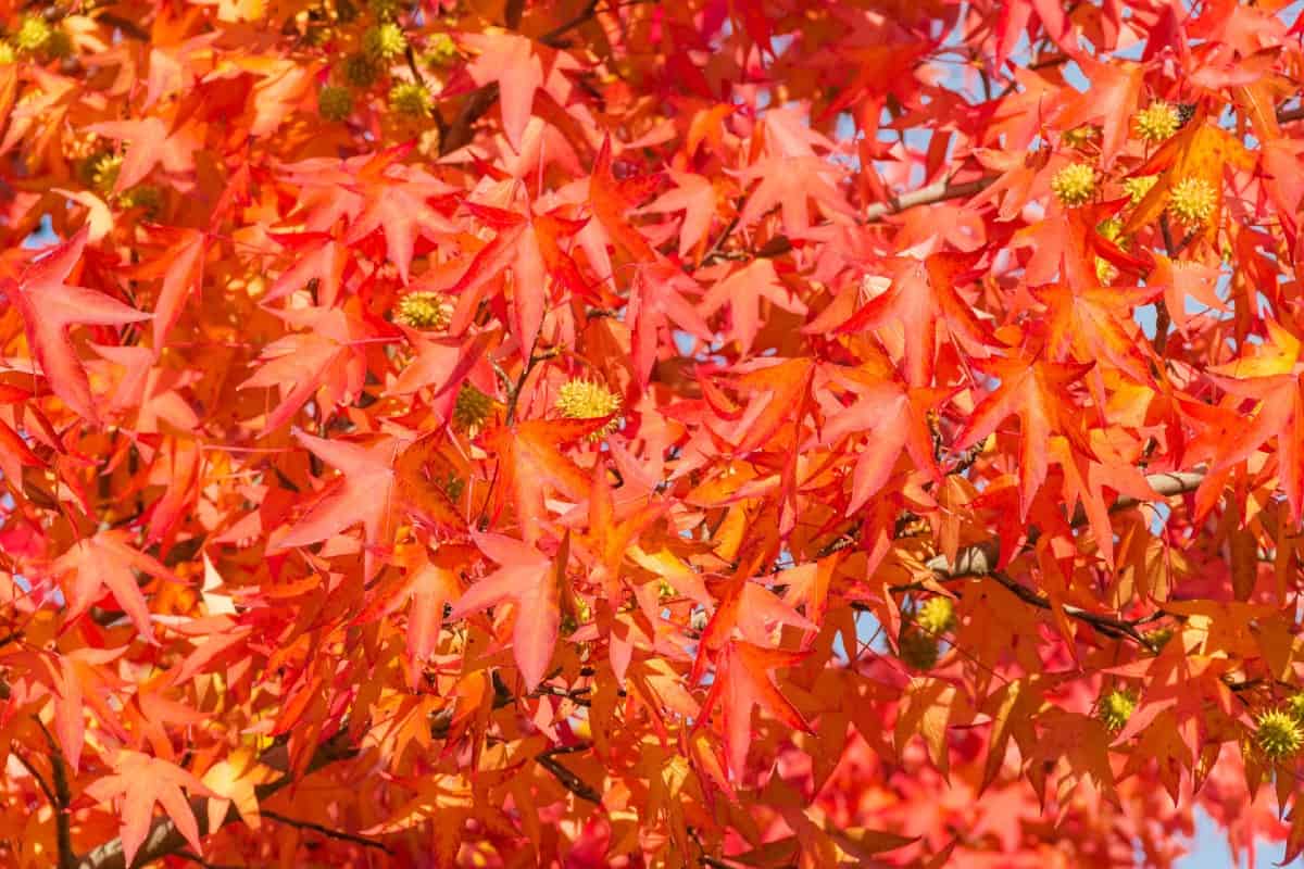 The American sweet gum is both a tall and wide tree.