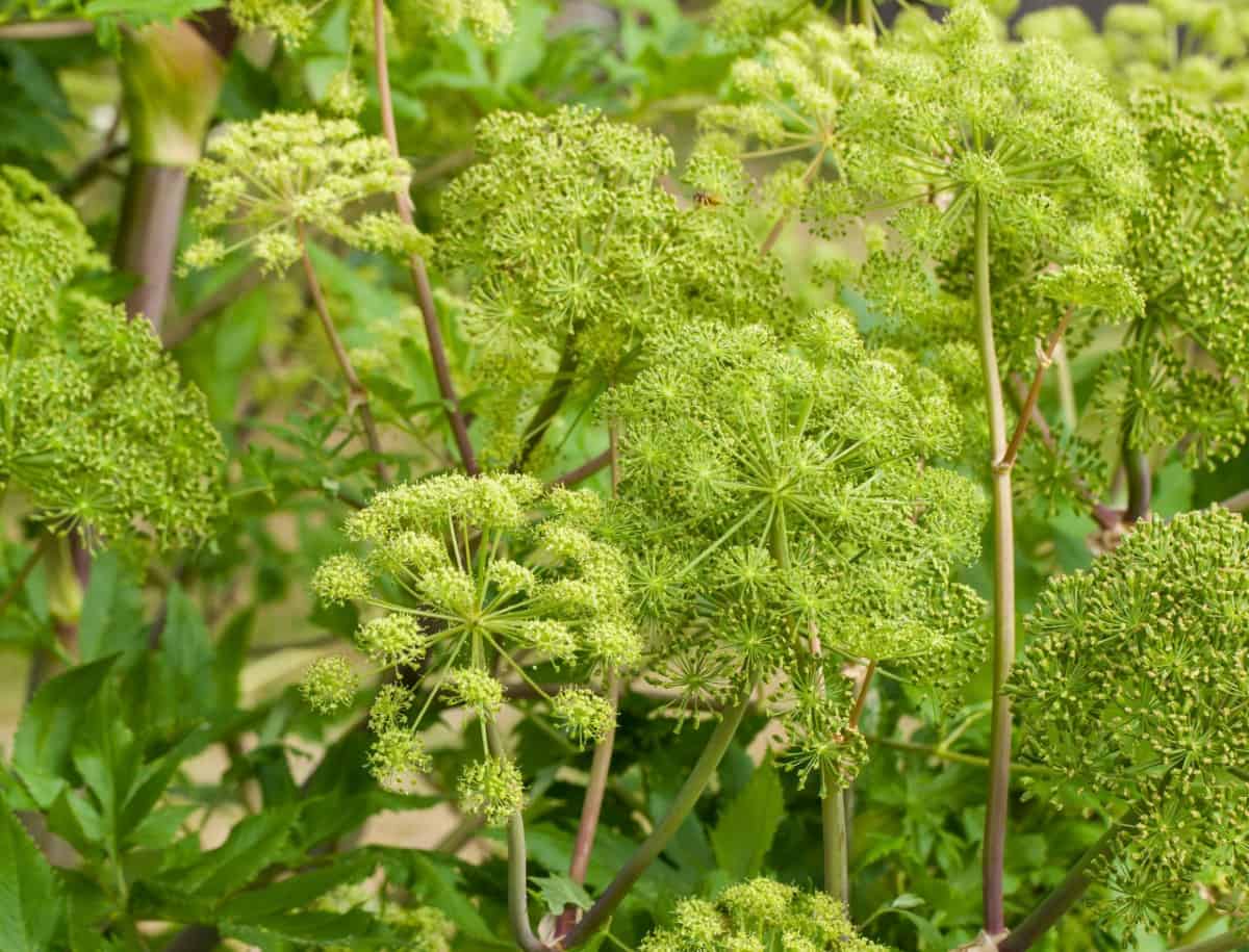 Angelica usually dies after flowering the second year.