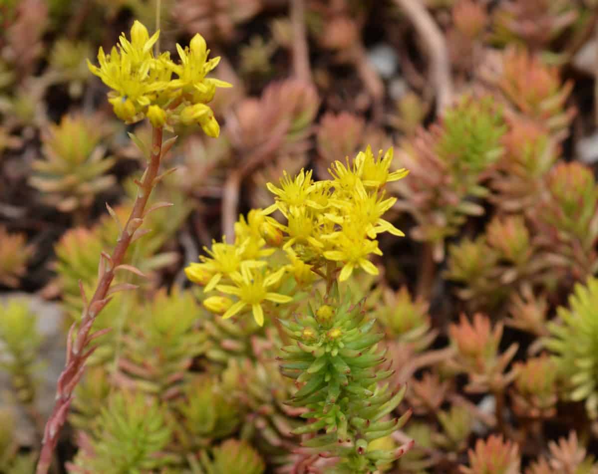 Angelina stonecrop likes partial shade and poor soil.