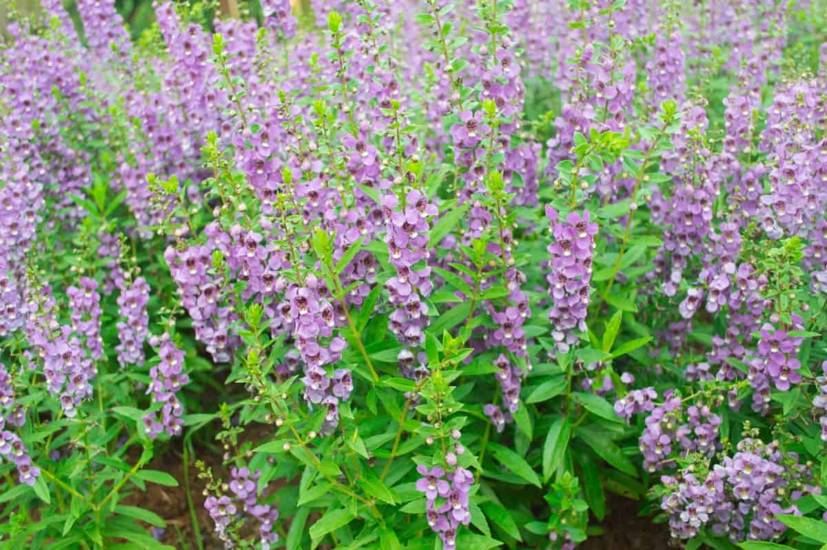 Angelonia flowers smell like apples.