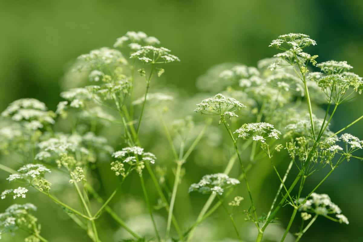 Anise has a sweet licorice flavor.