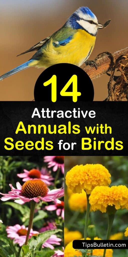 Discover which annuals for birds will benefit your garden the most, including full sun blooms like zinnia, marigold, back-eyed Susan, petunia, and helianthus. Attract beneficial pollinators or birds from goldfinches to songbirds. #annualsforbirds #attractingbirds #birds #plants