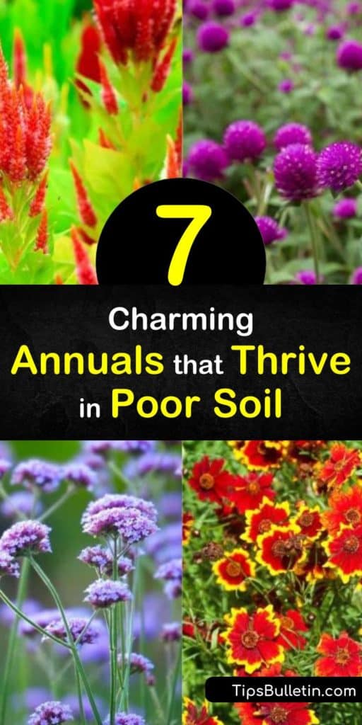 Discover the best annuals for poor soil conditions, from the spider flower (Cleome spinosa) to blanket flowers (Gaillardia lorenziana). The drought tolerant plants on this list even include verbena, nasturtium, petunia, salvia, and impatiens. #poorsoil #annuals #plants #soil