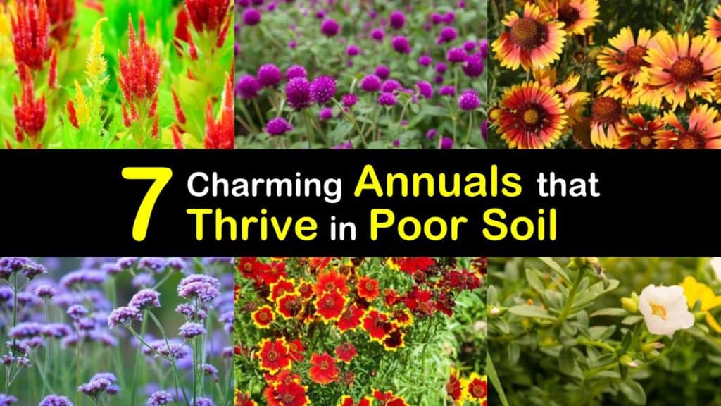 Annuals for Poor Soil titleimg1