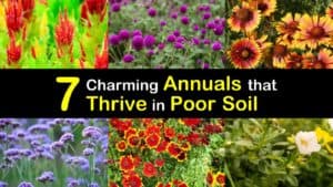 Annuals for Poor Soil titleimg1