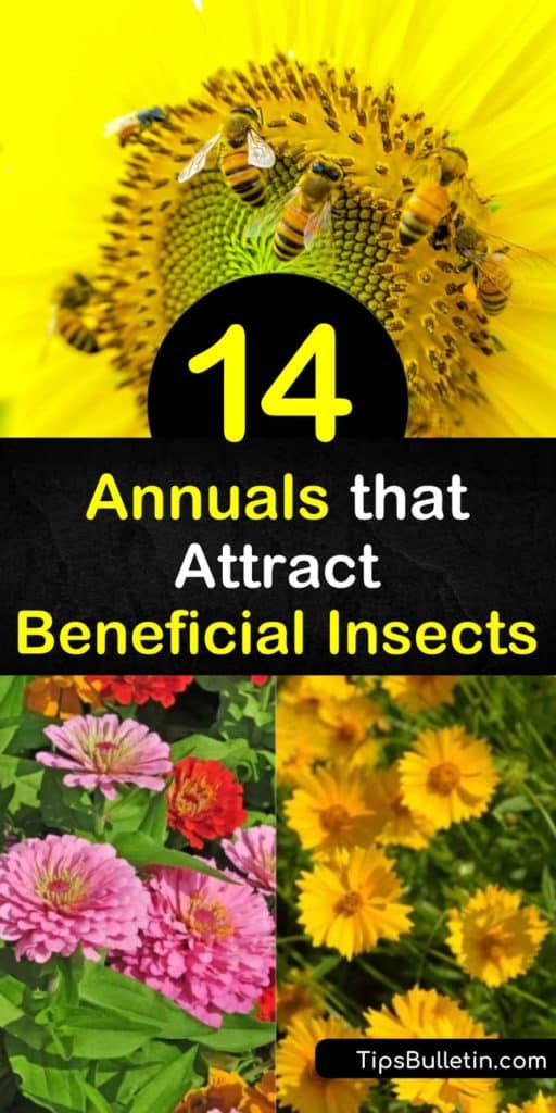 Learn how to protect your garden from destructive insects by drawing in good bugs with fennel, marigold, and yarrow plants. Control aphids in your yard by attracting ladybugs, parasitic wasps, and hoverflies. #annuals #plants #beneficialinsects