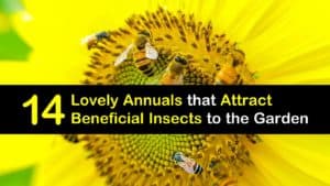 Annuals that Attract Beneficial Insects titleimg1