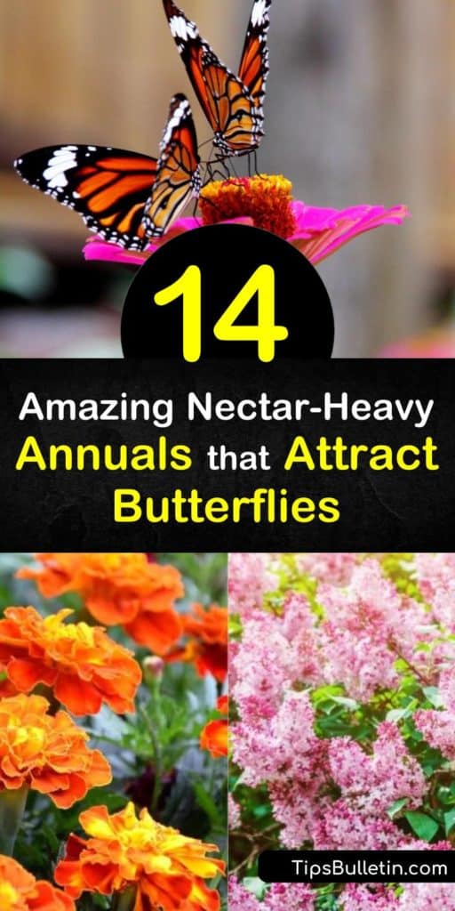 Discover gorgeous annuals that attract hummingbirds with sweet honey-scented flowers. Plant heliotrope and salvia to draw in butterflies with bright hues. Learn how to grow plants like phlox and verbena to appeal to pollinators. #annuals #attract #butterflies