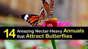 Annuals that Attract Butterflies titleimg1