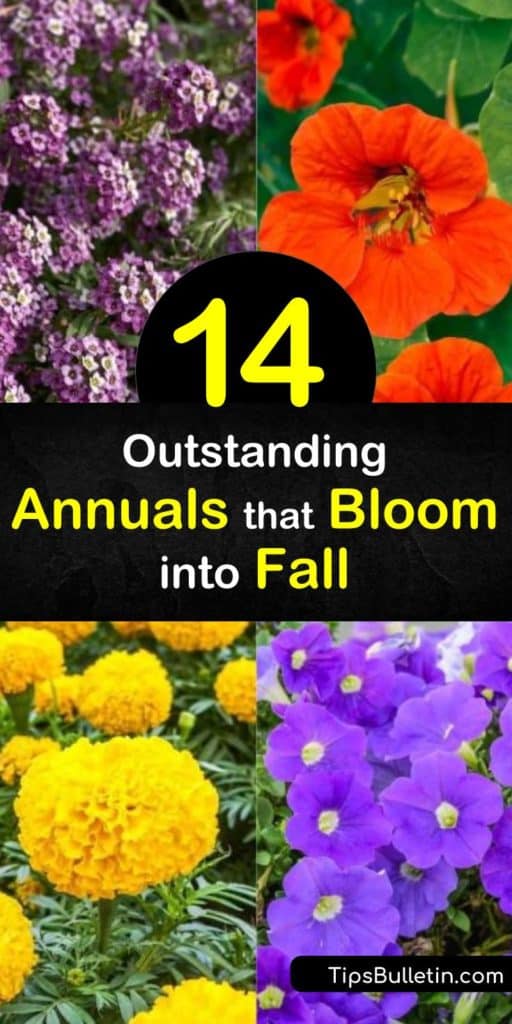 Plant fall flowers like ornamental kale, petunias, marigolds, snapdragon in full sun, and watch the fall color come to life around your home. Hanging baskets, window boxes, and garden beds will provide beauty for a few extra months with these fall annuals. #annuals #bloom #fall