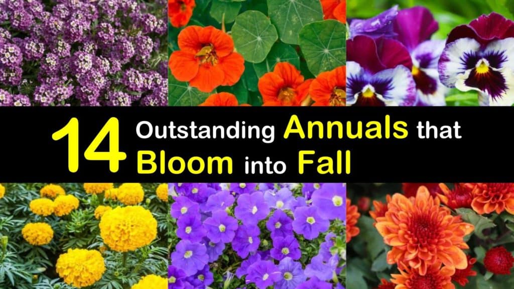 Annuals that Bloom into Fall titleimg1