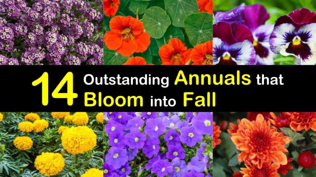 Annuals that Bloom into Fall