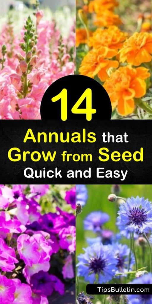 Enjoy planting annuals that grow from seed and watching them blossom into stunning flowers. Plant fragrant annual flowers like sweet peas. Add winter hardy annuals like nasturtium after the last frost frost of spring for glorious, showy flowers. #annuals #grow #seeds