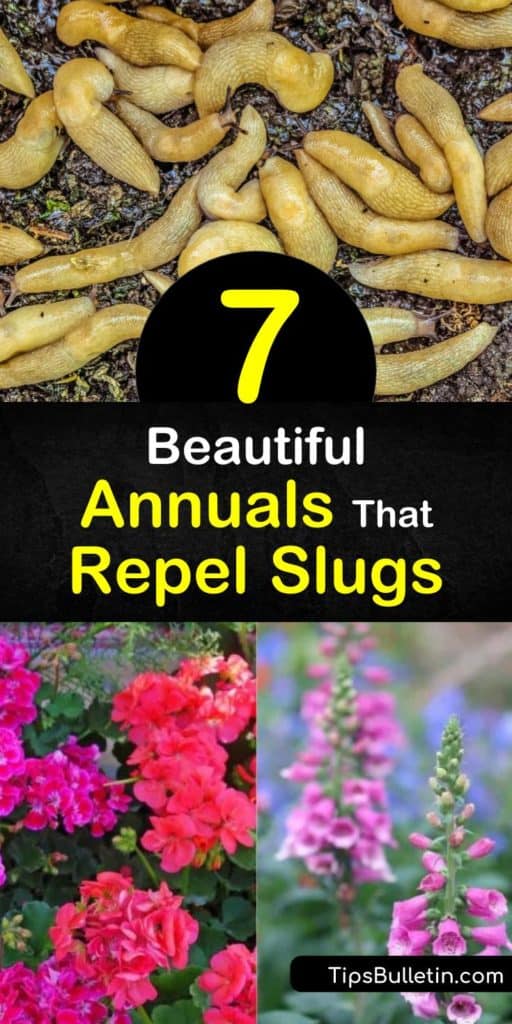 Making your garden more pest repellent is a breeze with natural options. Sprinkle diatomaceous earth, mulch, or eggshells in the soil and plant slug-resistant foliage like geraniums, succulents like sedum, or a Japanese anemone. #annuals #repel #slugs #slugresistantplants #plants