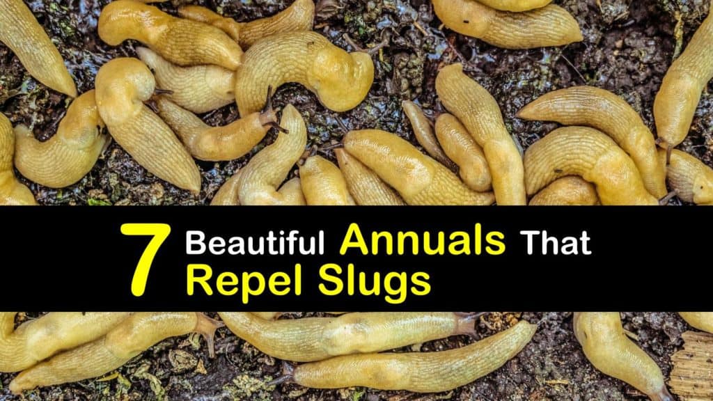 7 Beautiful Annuals That Repel Slugs - Tips Bulletin