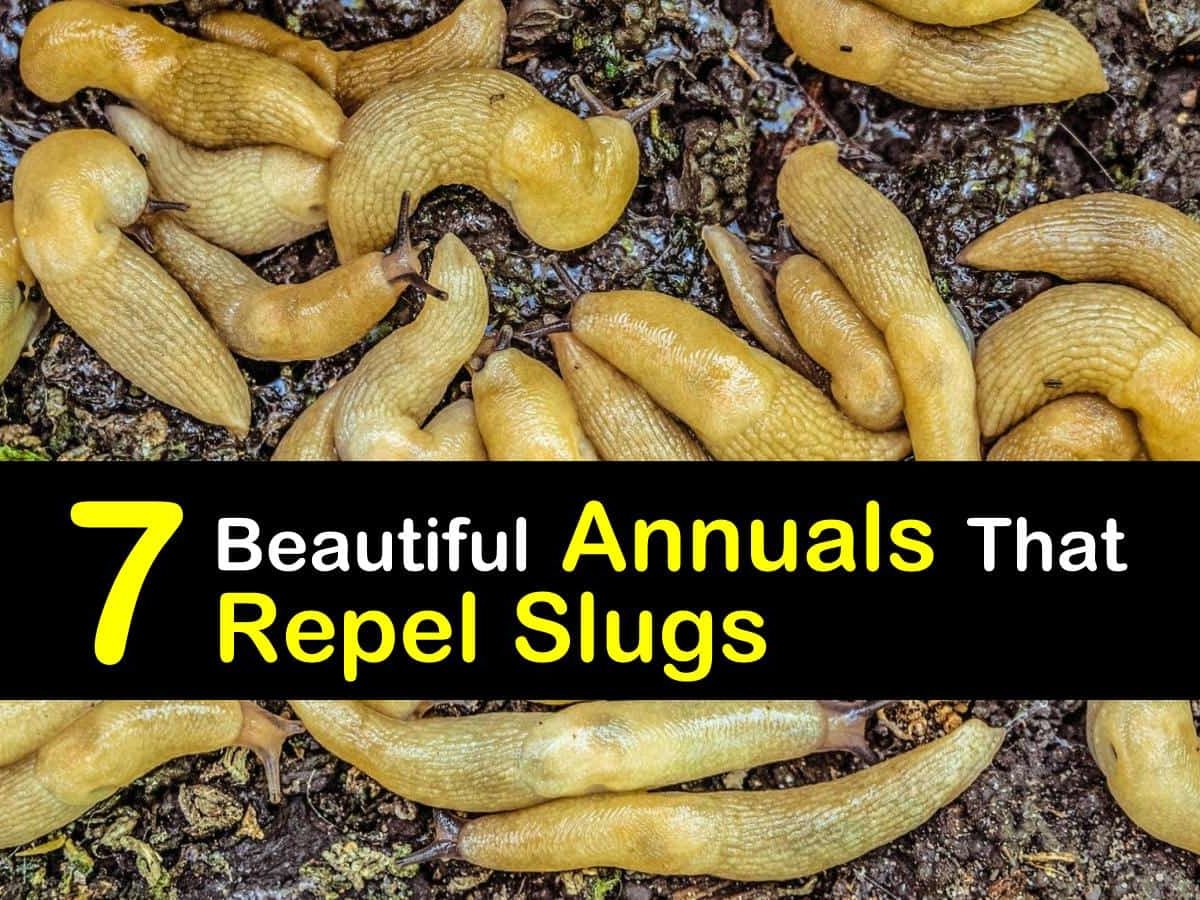 7 Beautiful Annuals That Repel Slugs