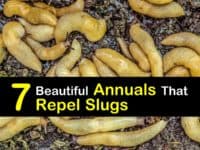 Annuals that Repel Slugs titleimg1