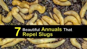 Annuals that Repel Slugs titleimg1