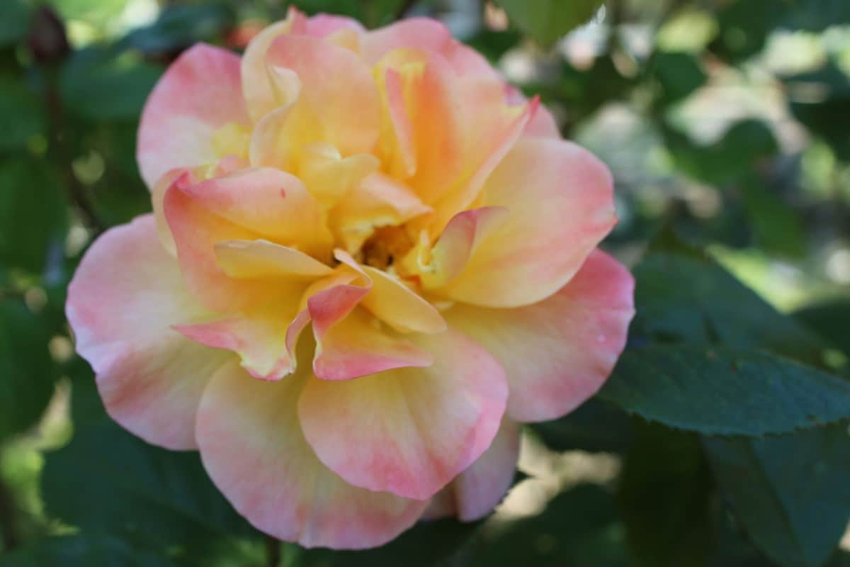 Apricot roses are known for their delicate peach color.