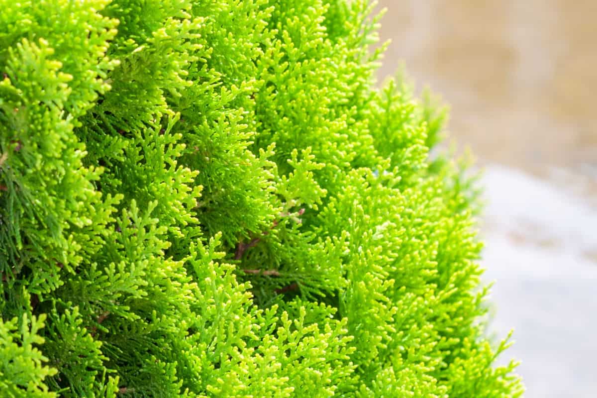 Arborvitae is commonly used as a privacy shrub.