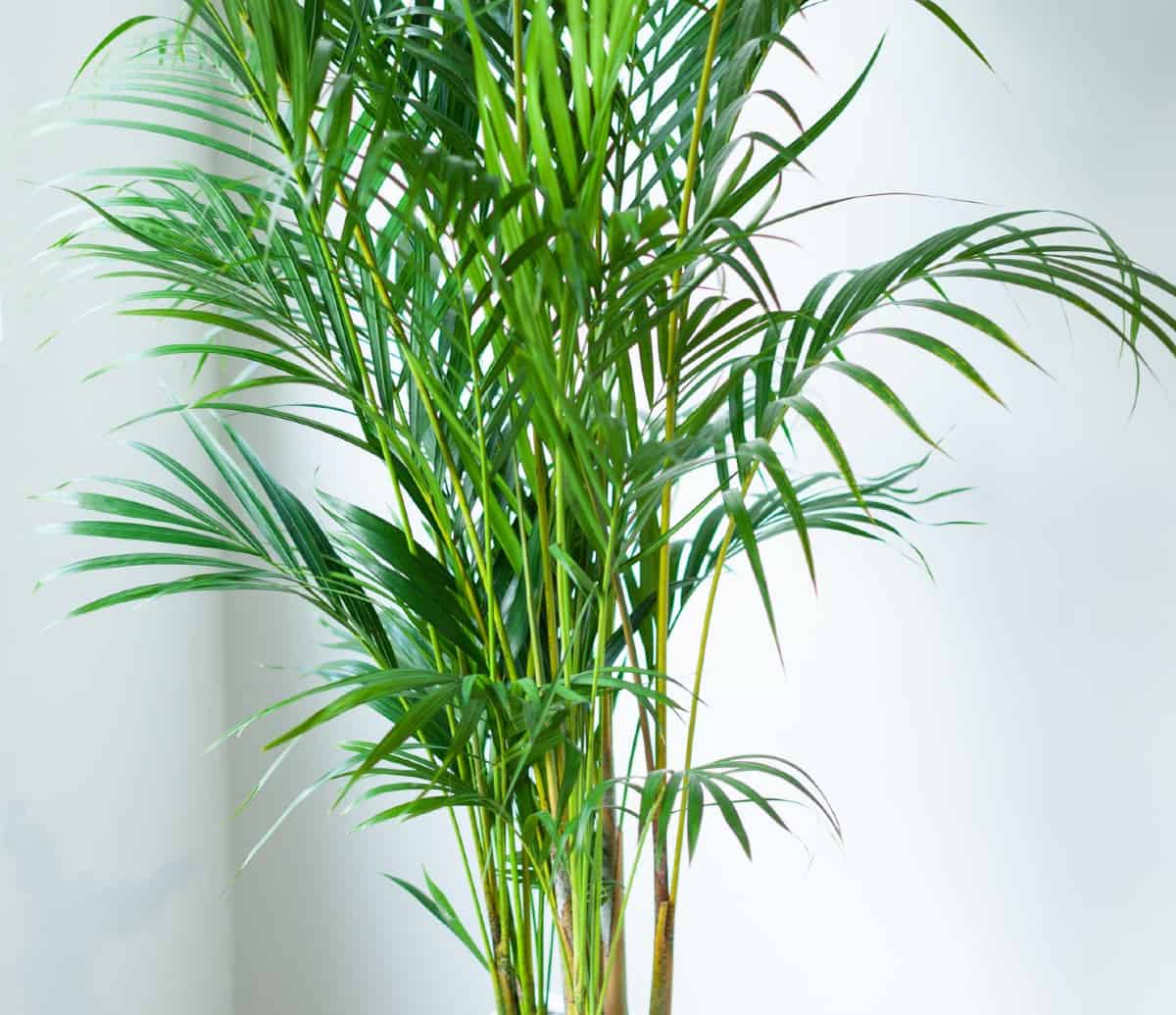 Areca palms have a bamboo-like structure.