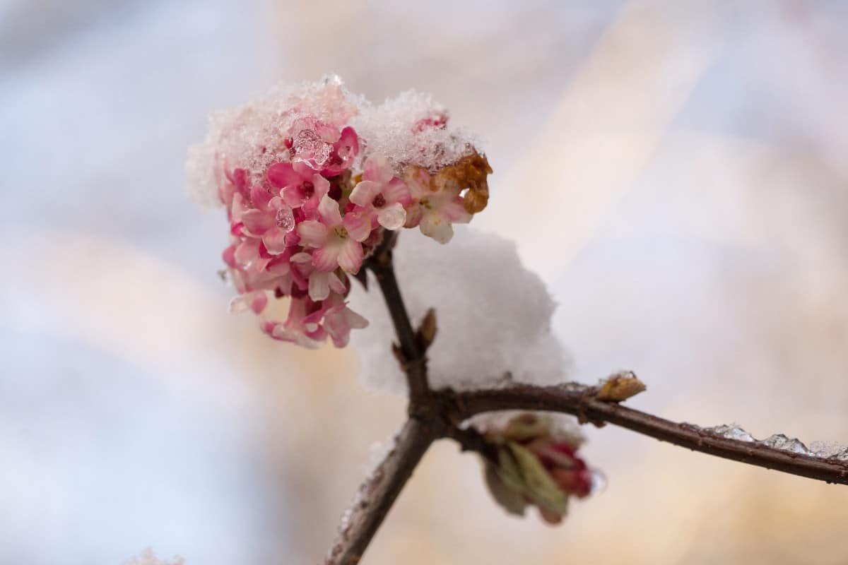 Arrowwood has both flowers and berries.