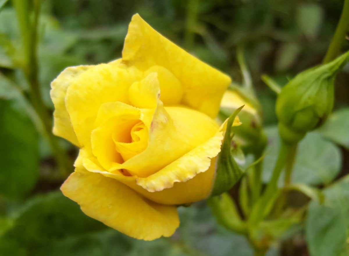 The Arthur Bell rose is a yellow floribunda.