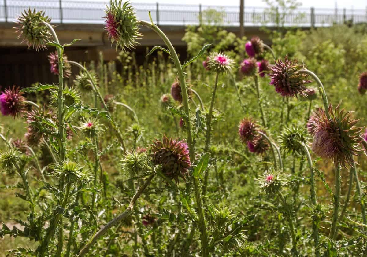 Touching the artichoke thistle may lead to contact dermatitis.