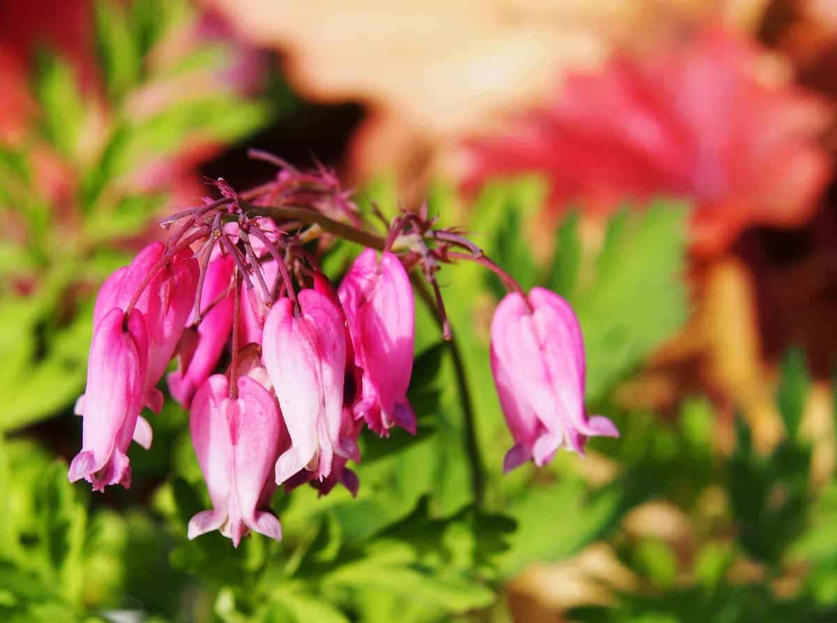 Asian bleeding heart is native to the Appalachians.