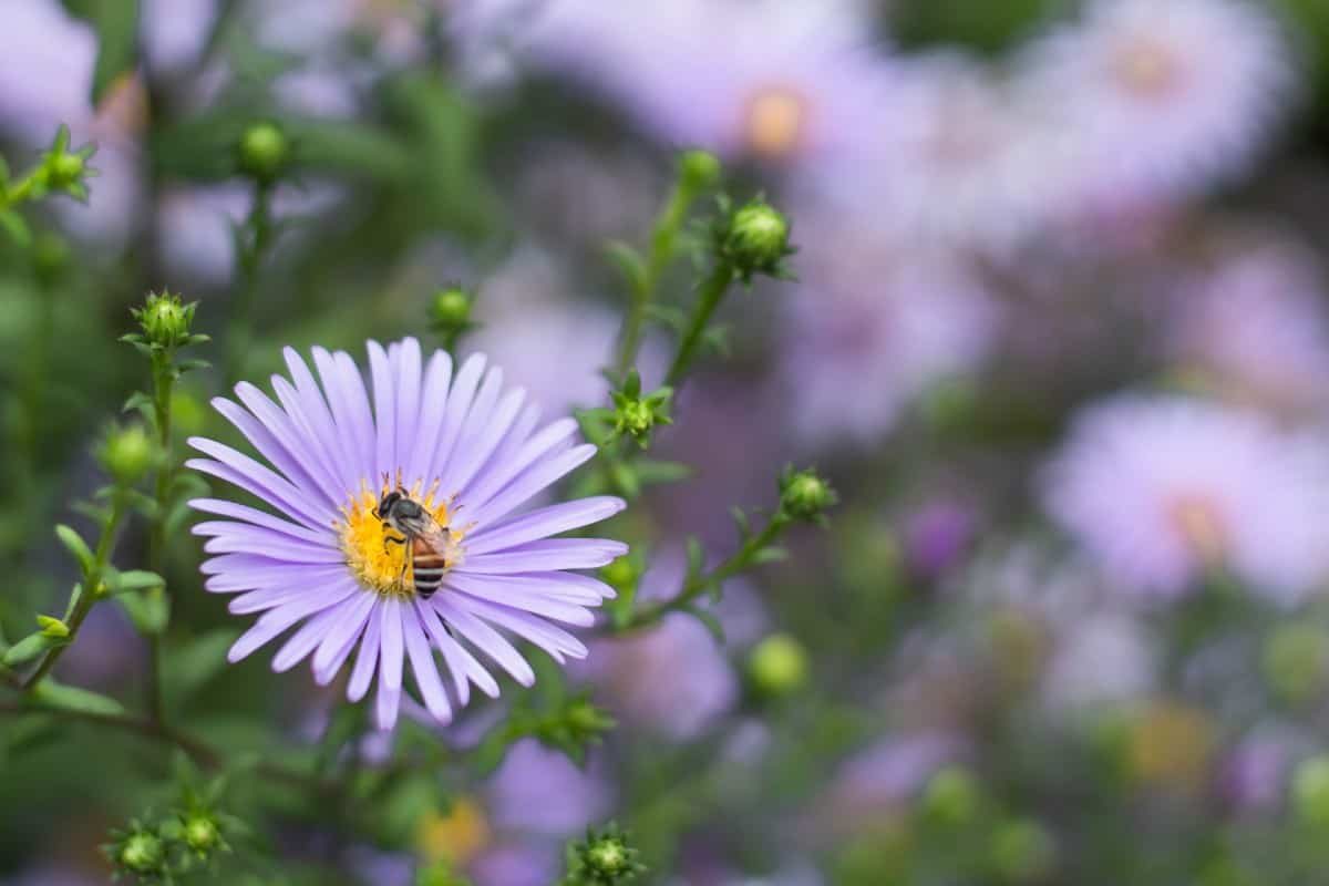 As a late bloomer, bees and butterflies enjoy aster flowers after other flowers finish blooming.