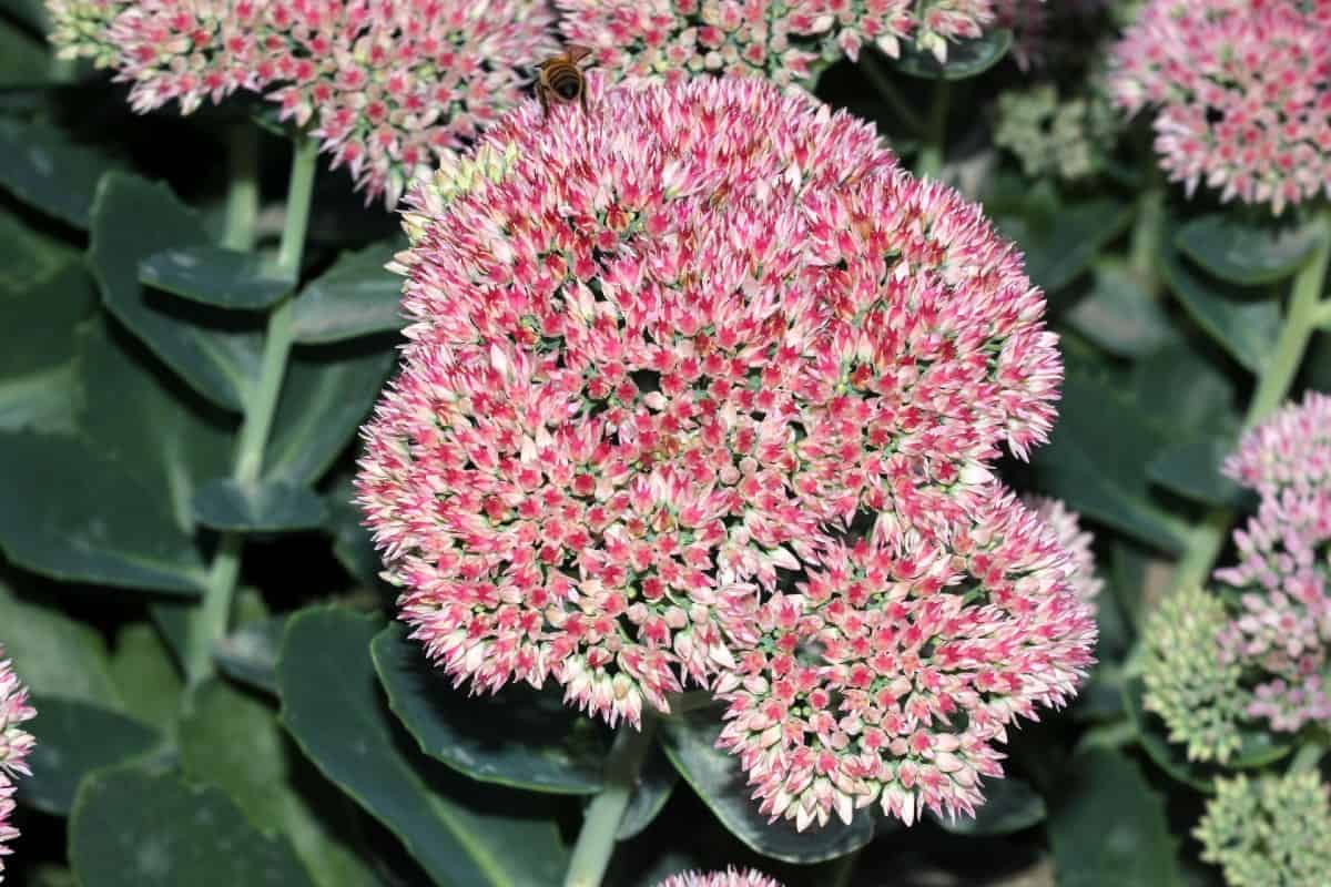 Autumn joy is a sedum that can grow in almost any soil type.