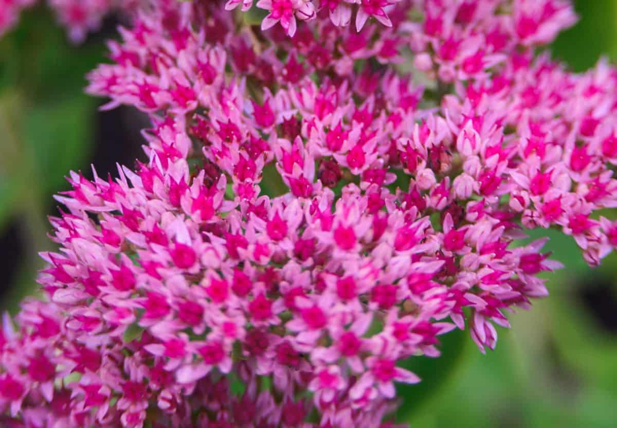 Autumn joy sedum has pretty summer flowers.