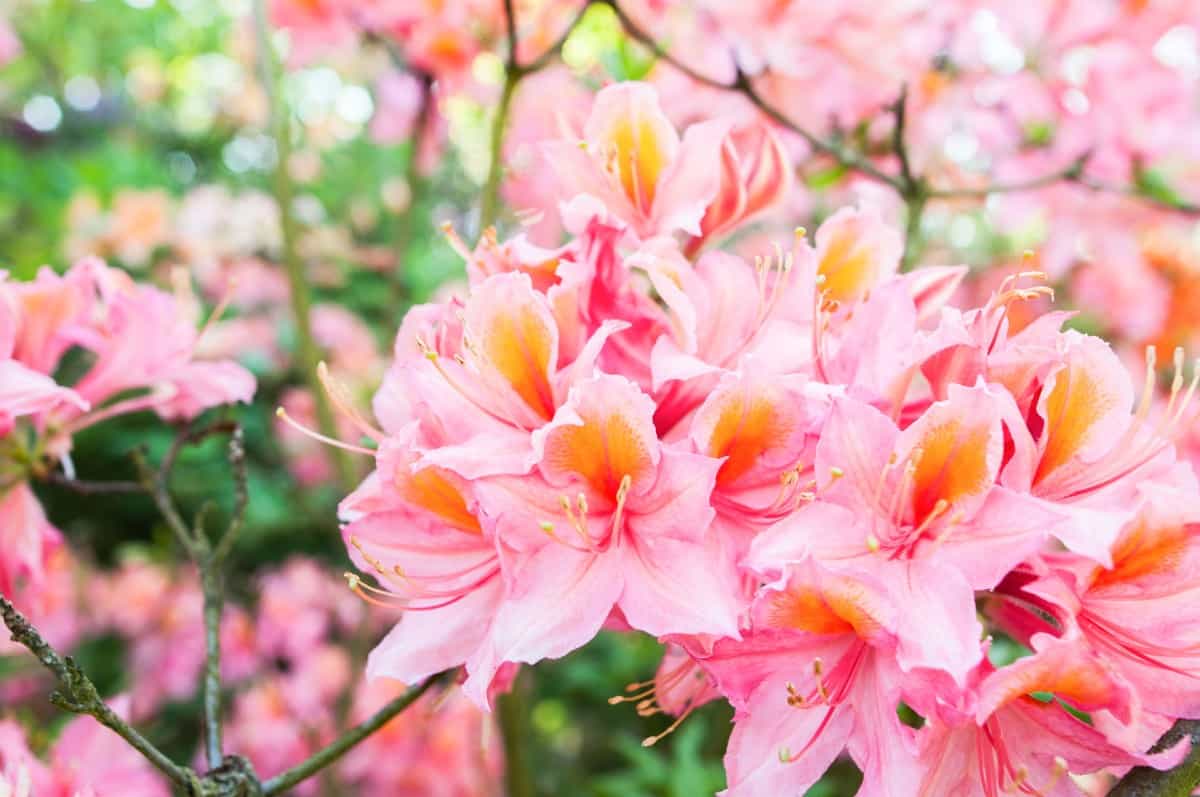 Azaleas are beautiful bushes that are low maintenance.