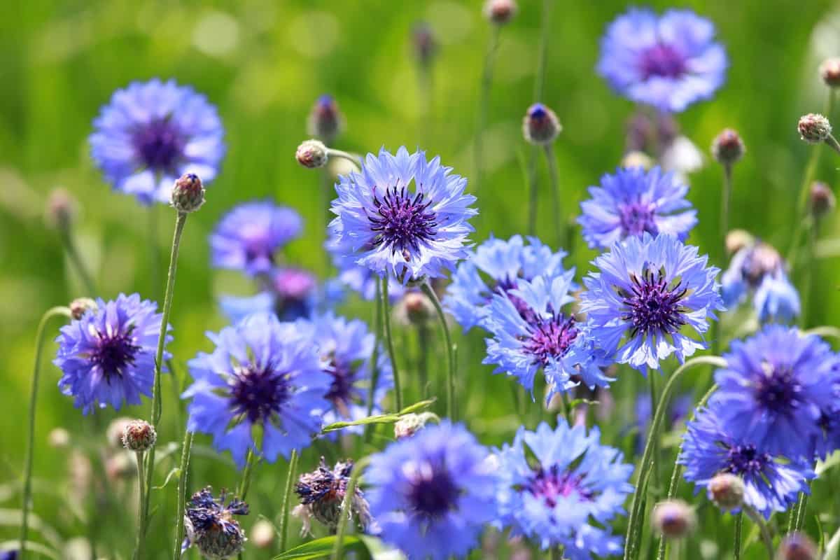 The bachelor's button or cornflower has a spicy scent.